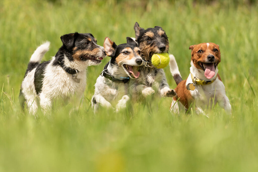 The Friendliest Dog Breeds For Families – MiaVet